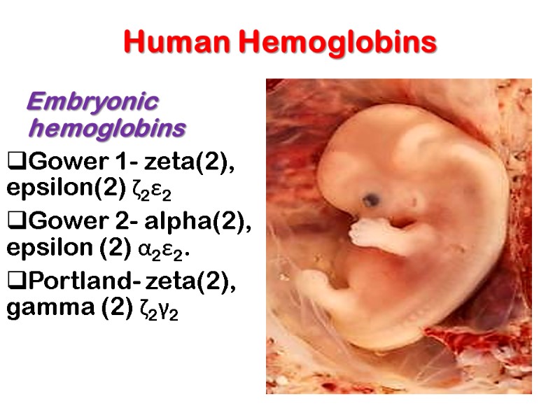 Human Hemoglobins           Embryonic hemoglobins